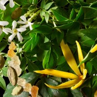 Vorschau: Molton Brown RELAXING YLANG-YLANG BODY LOTION